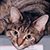 SuperSparks's Avatar