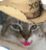Jessicam's Avatar