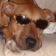 Broncodog's Avatar