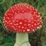 mycologist's Avatar