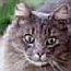 Foxycat7's Avatar
