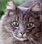 Foxycat4's Avatar
